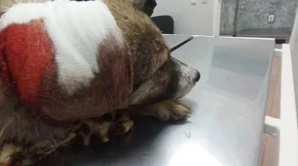 Житель Уральска выстрелил в собаку на детской площадке