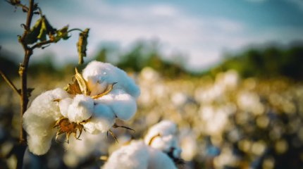 Хлопок вспыхнул на заводе в Туркестанской области