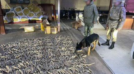 Из Казахстана в Китай пытались вывезти рога сайги на 2 миллиарда тенге