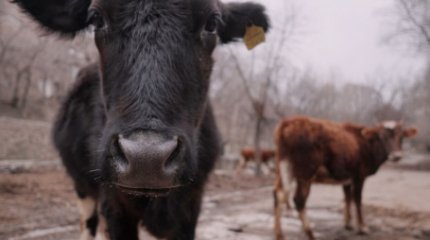 Қостанайда тасқыннан қырылған мал шығыны өтеліп жатыр