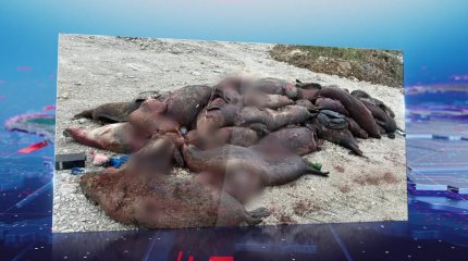 "Каспийде қырылған итбалық өлексесінің кейбірінен жарақат анықталған", - ғалымдар