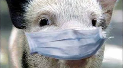 Свиная чума бушует в Италии