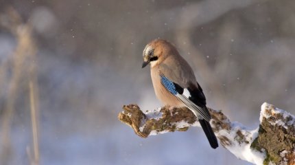 Снег по прогнозу даже в Шымкенте: о погоде в мегаполисах Казахстана 30 октября