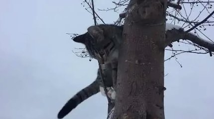 Настоящую спецоперацию по спасению кошки развернули в Петропавловске