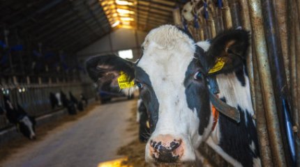 Түркістан облысында субсидия ретінде алған ақшаны жымқырған адам қамауға алынды