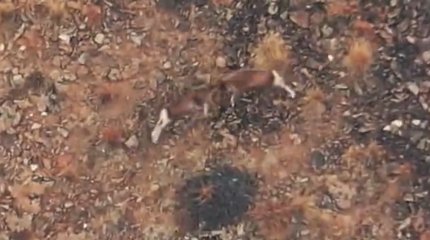 Түркістан облысында екі арқардың текетіресі видеоға түсіп қалды