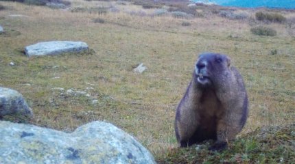 Сурок и марал попали в объектив фотоловушки в ВКО (ФОТО)