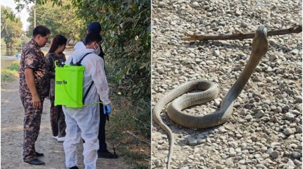 Узбекистанец держал дома десятки кобр. А потом выпустил