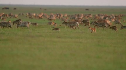 В Западно-Казахстанской области увеличивают штат инспекторов для охраны сайги