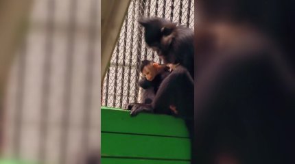 В Карагандинском зоопарке у обезьян – Черных мангобеев пополнение в семействе