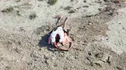 Маңғыстау облысында қоқиқаздардың өлекселері табылды