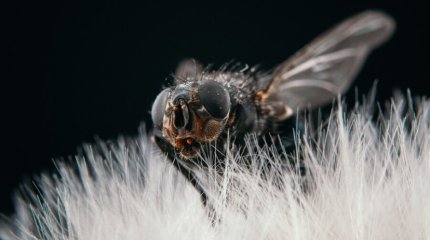 Мухи понимают разум человека, - ученые