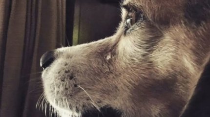 О массовом отравлении собак в приюте Костаная заявили волонтёры