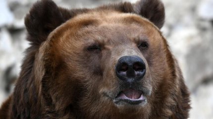 Медведь задрал мужчину в Европе: эксперты винят туристов