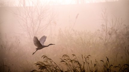 Туманы и дожди прогнозируют синоптики в ближайшие дни в Казахстане