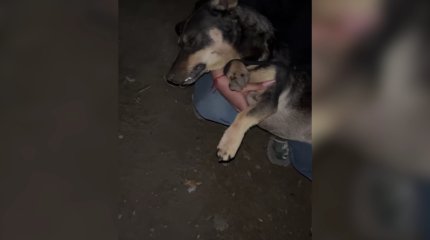 Уголовное дело возбудили по факту гибели 12 собак в костанайском приюте