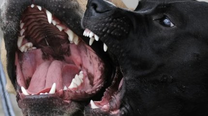 Тела трех человек, обглоданных питбулями, обнаружили в Темиртау