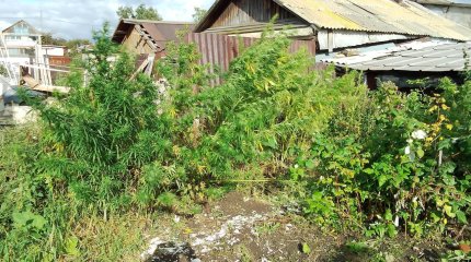Круглогодичное производство конопли наладил дома костанаец