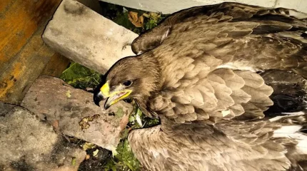 ШҚО тұрғыны жолда жаралы жатқан, Қызыл кітапқа енген құсты құтқарып қалды