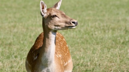 8 лет тюрьмы назначили костанайцу за перевозку рогов сайги