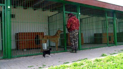 Қазақстанға "тазы тұқымының иесі" деген мәртебе берілді