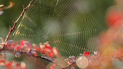 Бабье лето не сдается: до 28 градусов тепла прогнозируется в мегаполисах 10 октября