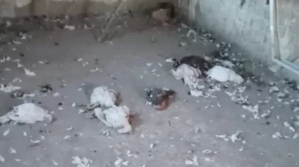 БҚО ауылында қаңғыбас иттер қойлар мен үй құстарын қырып кеткен