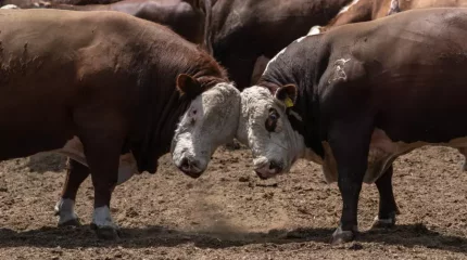 Абай облысында мал ұрлығы өршіп, барымташыларды ұстай алмай отыр