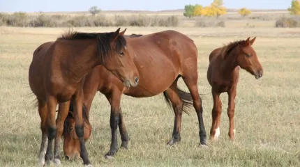 Алматы облысының тұрғыны ауылдасының 12 млн теңге тұратын жылқыларын ұралған