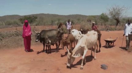 БҰҰ: Алдағы жарты жылда 22 елге аштық қаупі төніп тұр