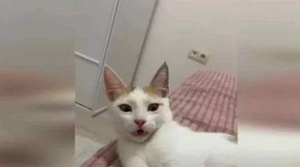 Жүк тиеушінің кінәсі: Түркиядан Қазақстанға ұшып келген Юки мысығы Астана әуежайында жоғалып кетті