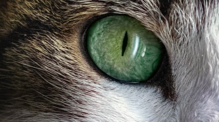 Определён самый красивый кот в мире