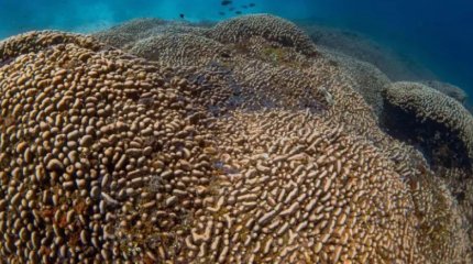 Огромный коралл размером с синего кита обнаружили в водах Соломоновых островов