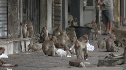 Тайландта маймылдар қаптады