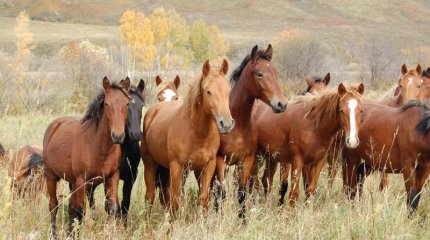 Елдегі 4,2 млн бас жылқының 1 пайызы ғана асыл тұқымды