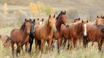Чистокровных лошадей - 1%: Глава государства поручил создать Институт коневодства