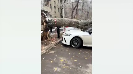 Алматыда тұрақта тұрған көліктердің үстіне ағаш құлады