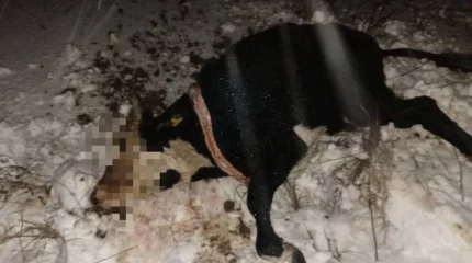 Ақмола облысында жолаушылар пойызы ірі қара малды қағып кетті