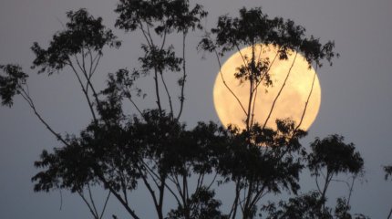 Над миром взошла Бобровая луна