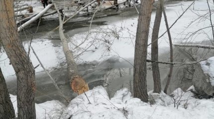 Река едва не вышла из берегов из-за Бобров в ВКО