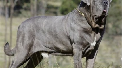 Неаполитанский мастиф загрыз домработницу российского бизнесмена