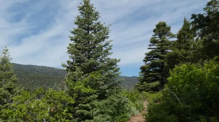 Итальянцы спасают 200-летнюю ель от Ватикана