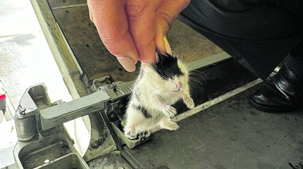 Самолет не смог вылететь из португальского аэропорта из-за массового побега хомяков