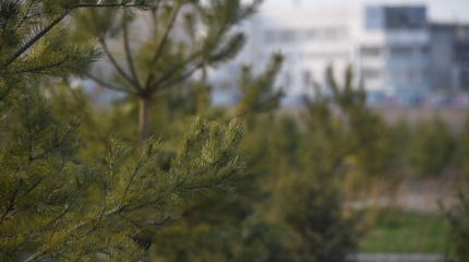 150 тысяч саженцев высадили в Алматы