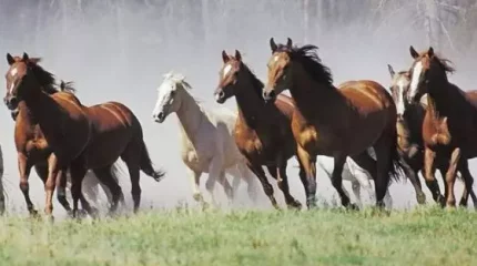 Қазақстанда жылқы шаруашылығы ғылыми-зерттеу институты ашылады