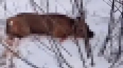 Ударил собаку ножом: жителя Рудного задержала полиция