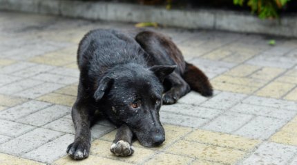 Қостанай облысында полиция итке пышақ сұққан адамды ұстады