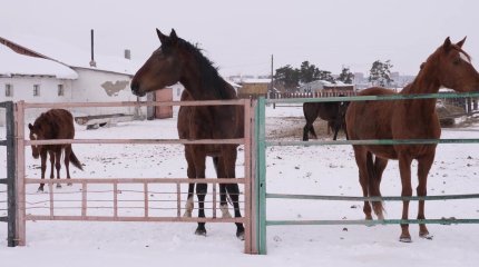 Елімізде 4 млн-нан астам жылқы бар