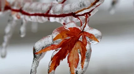 Метели, туманы, гололед: штормовое предупреждение объявлено в 15 регионах на субботу, 2 ноября