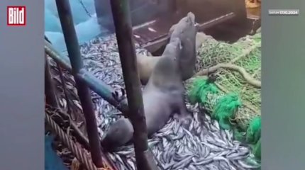 Морские львы напали на рыбаков близ Камчатки